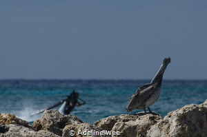 A pelican is oblivious to what's happening in the backgro... by Adeline Wee 